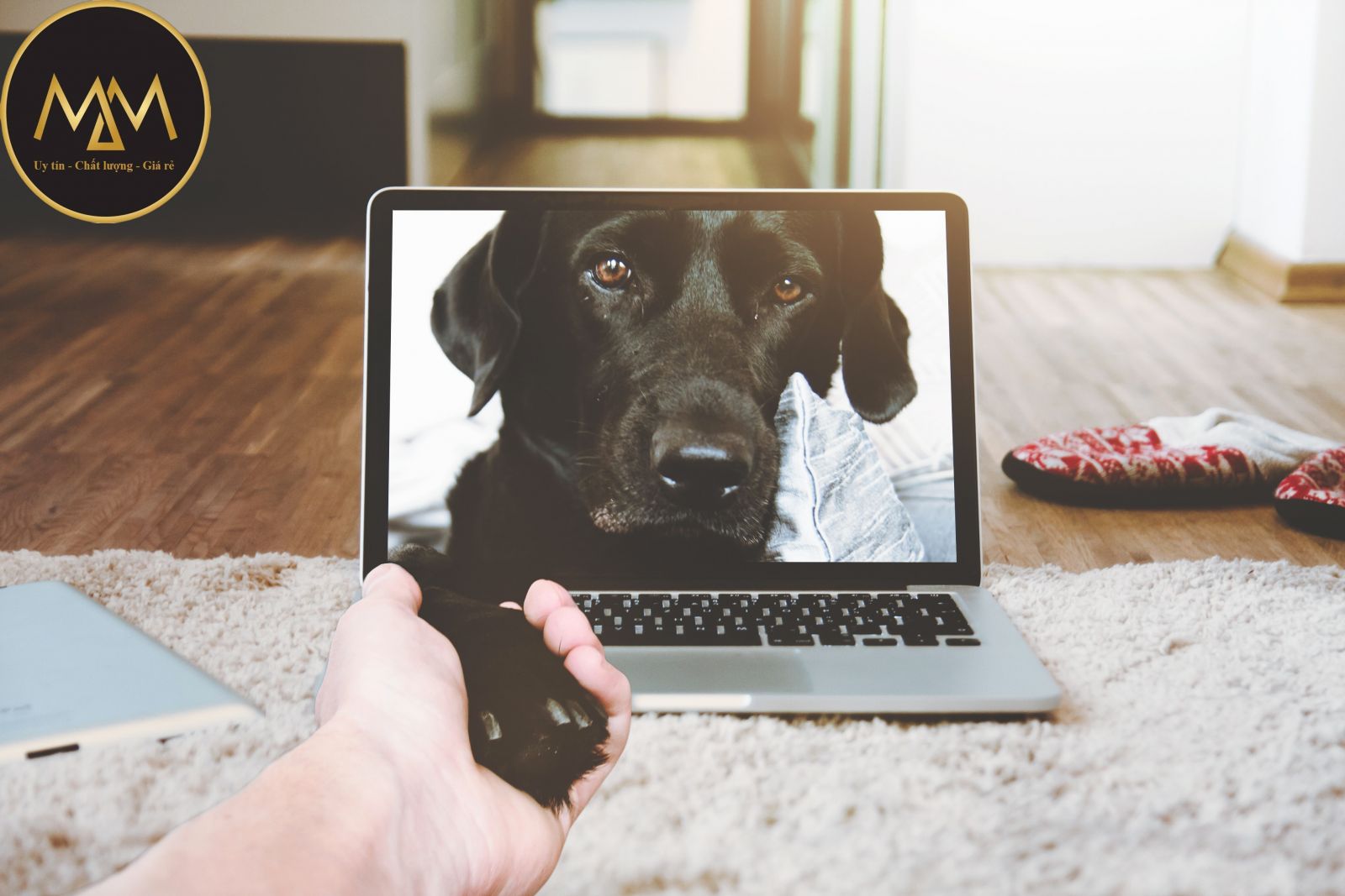 Laptop Cũ Giá Sinh Viên TPHCM 